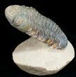 Large Reedops Trilobite on Pedestal - #6924-2
